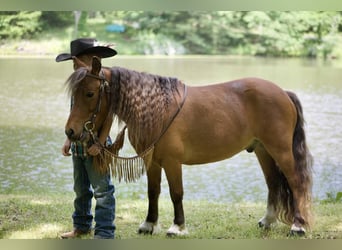 Más ponis/caballos pequeños, Caballo castrado, 7 años, 97 cm, Alazán rojizo
