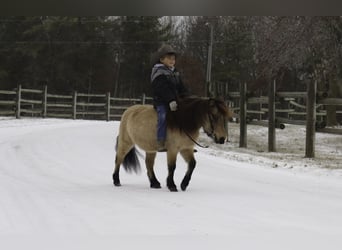 Más ponis/caballos pequeños, Caballo castrado, 7 años, 97 cm, Buckskin/Bayo