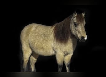 Más ponis/caballos pequeños, Caballo castrado, 7 años, 97 cm, Buckskin/Bayo