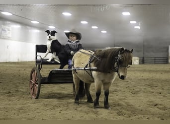 Más ponis/caballos pequeños, Caballo castrado, 7 años, 97 cm, Buckskin/Bayo