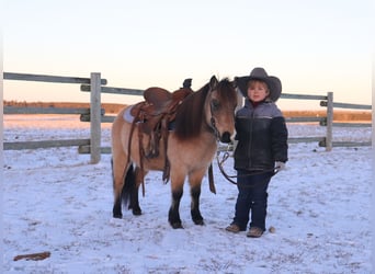 Más ponis/caballos pequeños, Caballo castrado, 7 años, 97 cm, Buckskin/Bayo