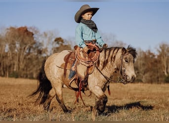 Más ponis/caballos pequeños, Caballo castrado, 7 años, 97 cm, Buckskin/Bayo