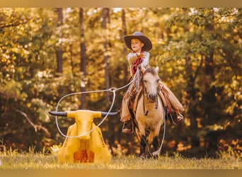 Más ponis/caballos pequeños, Caballo castrado, 8 años, 102 cm, Buckskin/Bayo