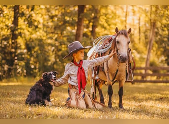 Más ponis/caballos pequeños, Caballo castrado, 8 años, 102 cm, Buckskin/Bayo