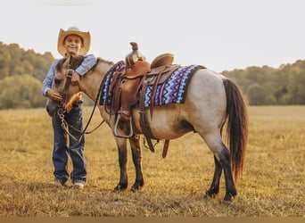 Más ponis/caballos pequeños, Caballo castrado, 8 años, 102 cm, Buckskin/Bayo