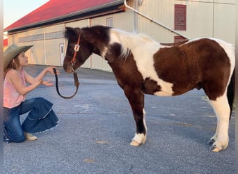Más ponis/caballos pequeños, Caballo castrado, 8 años, 102 cm