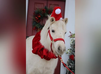 Más ponis/caballos pequeños, Caballo castrado, 8 años, 102 cm, Palomino