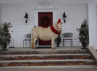 Más ponis/caballos pequeños, Caballo castrado, 8 años, 102 cm, Palomino