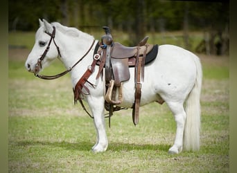 Más ponis/caballos pequeños, Caballo castrado, 8 años, 102 cm, White/Blanco