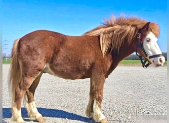 Más ponis/caballos pequeños, Caballo castrado, 8 años, 114 cm, Alazán rojizo