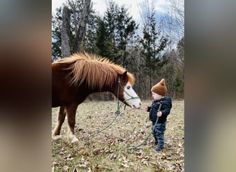Más ponis/caballos pequeños, Caballo castrado, 8 años, 114 cm, Alazán rojizo