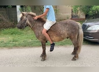 Más ponis/caballos pequeños, Caballo castrado, 8 años, 114 cm, Buckskin/Bayo