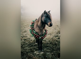 Más ponis/caballos pequeños, Caballo castrado, 8 años, 120 cm, Castaño