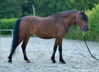 Más ponis/caballos pequeños, Caballo castrado, 8 años, 120 cm, Castaño