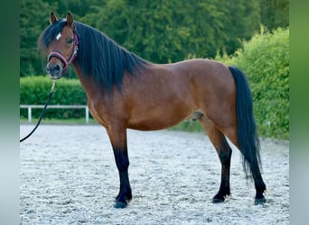 Más ponis/caballos pequeños, Caballo castrado, 8 años, 120 cm, Castaño