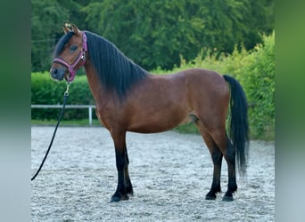 Más ponis/caballos pequeños, Caballo castrado, 8 años, 120 cm, Castaño