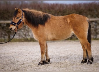 Más ponis/caballos pequeños, Caballo castrado, 8 años, 128 cm, Bayo