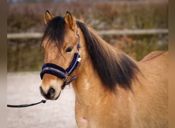 Más ponis/caballos pequeños, Caballo castrado, 8 años, 128 cm, Bayo