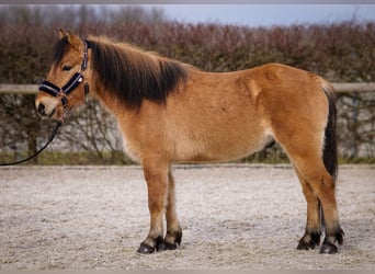 Más ponis/caballos pequeños, Caballo castrado, 8 años, 128 cm, Bayo