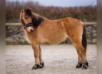 Más ponis/caballos pequeños, Caballo castrado, 8 años, 128 cm, Bayo