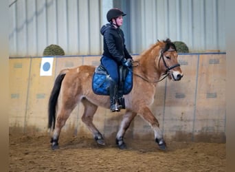 Más ponis/caballos pequeños, Caballo castrado, 8 años, 128 cm, Bayo