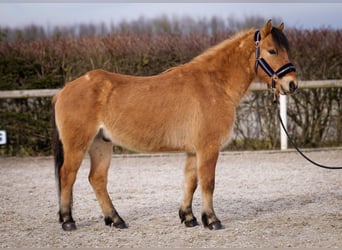 Más ponis/caballos pequeños, Caballo castrado, 8 años, 128 cm, Bayo