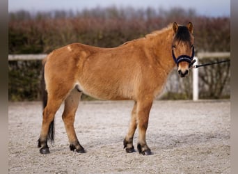 Más ponis/caballos pequeños, Caballo castrado, 8 años, 128 cm, Bayo