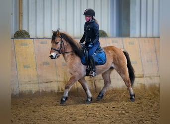 Más ponis/caballos pequeños, Caballo castrado, 8 años, 128 cm, Bayo