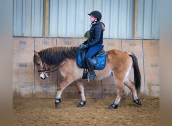 Más ponis/caballos pequeños, Caballo castrado, 8 años, 128 cm, Bayo