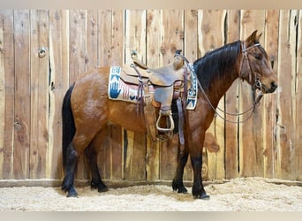 Más ponis/caballos pequeños, Caballo castrado, 8 años, 132 cm, Castaño rojizo