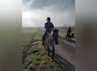 Más ponis/caballos pequeños, Caballo castrado, 8 años, 133 cm, Bayo