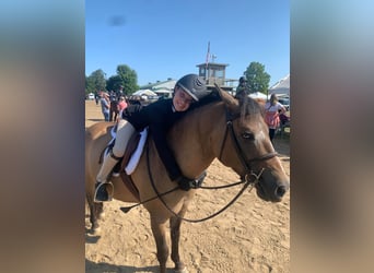 Más ponis/caballos pequeños, Caballo castrado, 8 años, 135 cm, Buckskin/Bayo