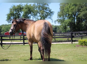 Más ponis/caballos pequeños, Caballo castrado, 8 años, 135 cm, Buckskin/Bayo