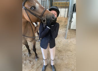 Más ponis/caballos pequeños, Caballo castrado, 8 años, 135 cm, Buckskin/Bayo