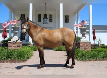 Más ponis/caballos pequeños, Caballo castrado, 8 años, 135 cm, Buckskin/Bayo