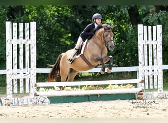 Más ponis/caballos pequeños, Caballo castrado, 8 años, 135 cm, Buckskin/Bayo