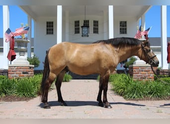 Más ponis/caballos pequeños, Caballo castrado, 8 años, 135 cm, Buckskin/Bayo