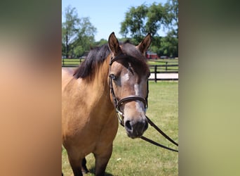 Más ponis/caballos pequeños, Caballo castrado, 8 años, 135 cm, Buckskin/Bayo