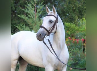 Más ponis/caballos pequeños, Caballo castrado, 8 años, 135 cm, White/Blanco