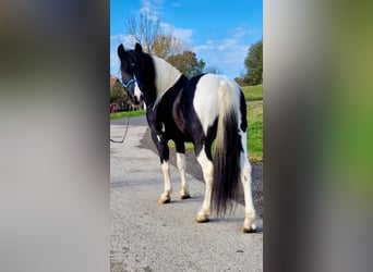 Más ponis/caballos pequeños, Caballo castrado, 8 años, 137 cm, Pío