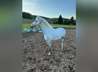 Más ponis/caballos pequeños Mestizo, Caballo castrado, 8 años, 138 cm, Tordo