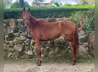 Más ponis/caballos pequeños, Caballo castrado, 8 años, 140 cm, Alazán