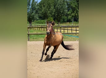 Más ponis/caballos pequeños, Caballo castrado, 8 años, 142 cm, Buckskin/Bayo