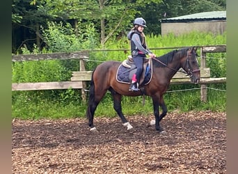 Más ponis/caballos pequeños, Caballo castrado, 8 años, 142 cm, Castaño