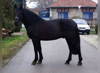 Más ponis/caballos pequeños, Caballo castrado, 8 años, 143 cm, Negro