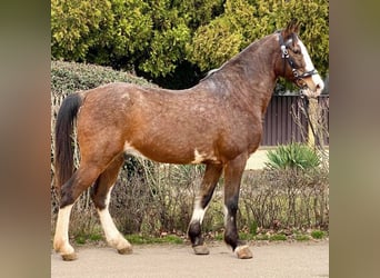 Más ponis/caballos pequeños, Caballo castrado, 8 años, 148 cm, Castaño