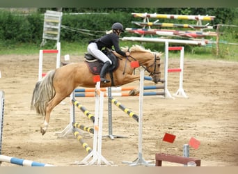 Más ponis/caballos pequeños, Caballo castrado, 8 años, 148 cm, Palomino