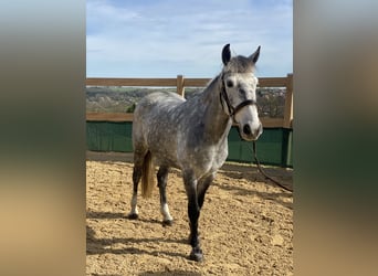 Más ponis/caballos pequeños, Caballo castrado, 8 años, 148 cm, Tordillo negro