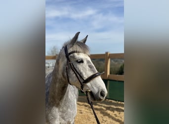 Más ponis/caballos pequeños, Caballo castrado, 8 años, 148 cm, Tordillo negro