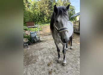 Más ponis/caballos pequeños, Caballo castrado, 8 años, 150 cm, Tordo